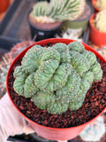 Coryphantha elephantidens 'Tanshi' Cristata #163