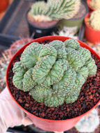 Coryphantha elephantidens 'Tanshi' Cristata #163