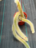 Monkey Tail Cactus #256 | Rare Trailing Cactus | Fuzzy Hanging Collector's Plant