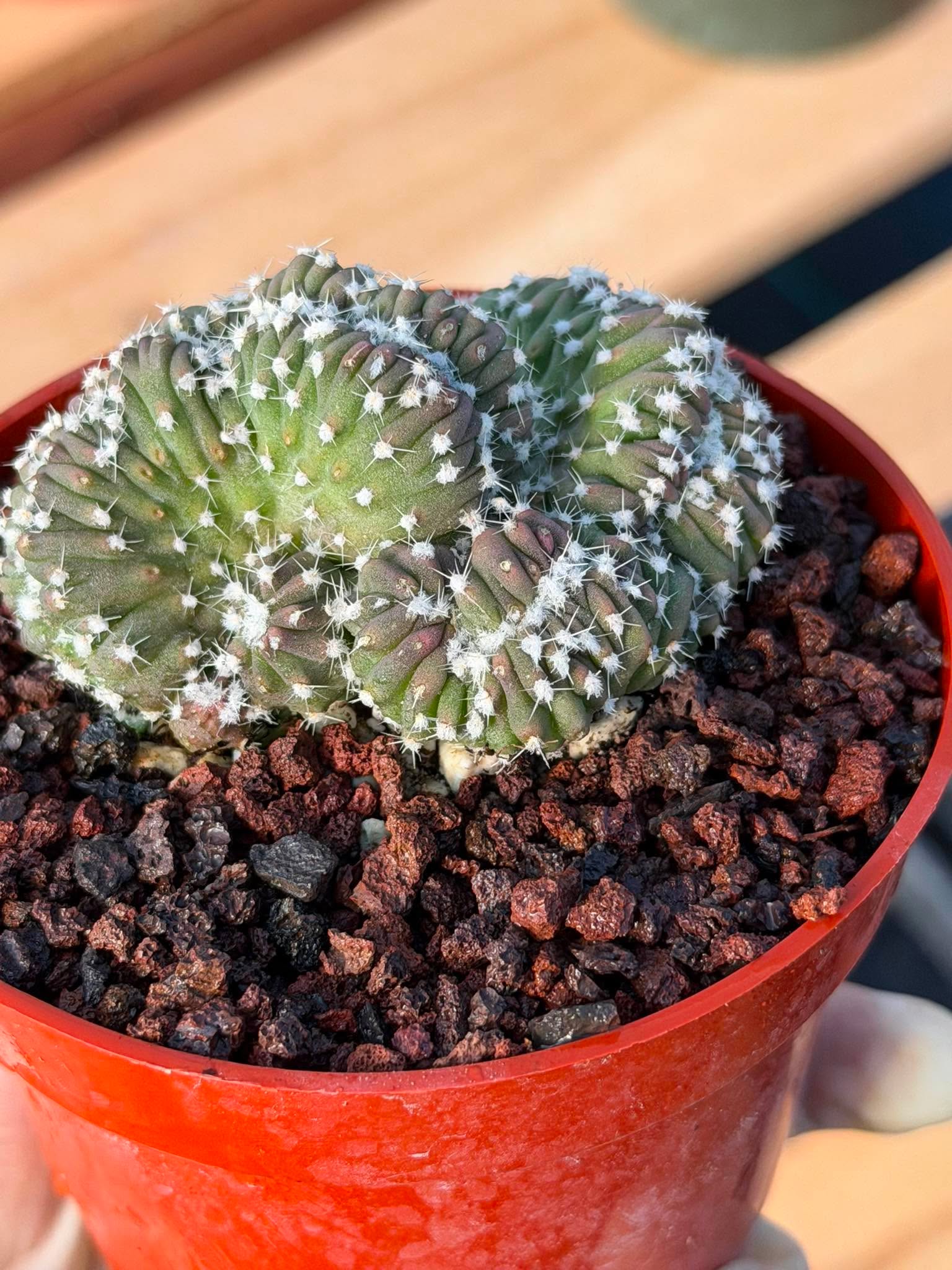 Rare 4” Crested Domino Cactus #254 – Collector Succulent Plant