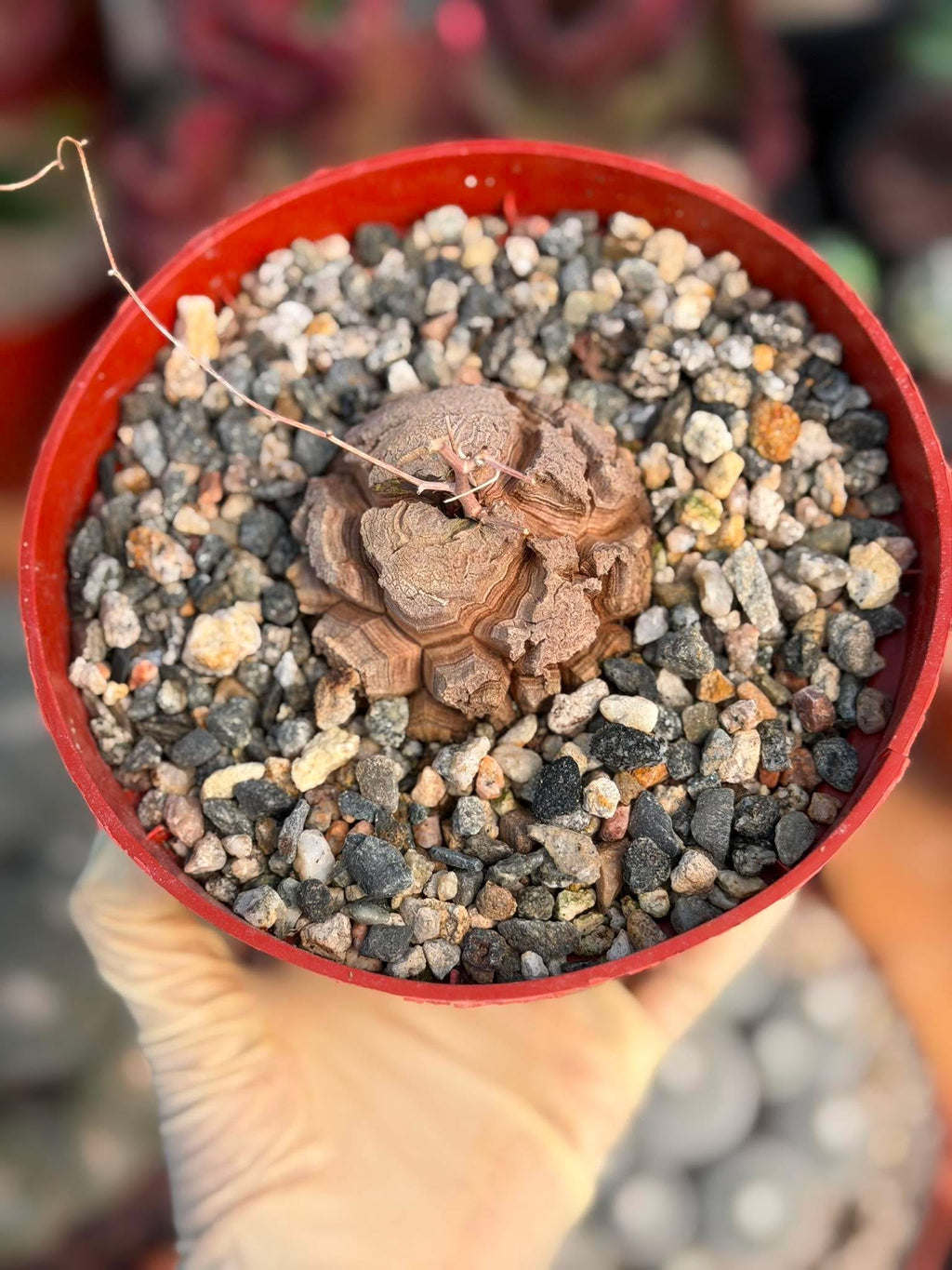 Dioscorea Elephantipes – Rare Turtle Back Caudex Succulent Plant Collector’s #288