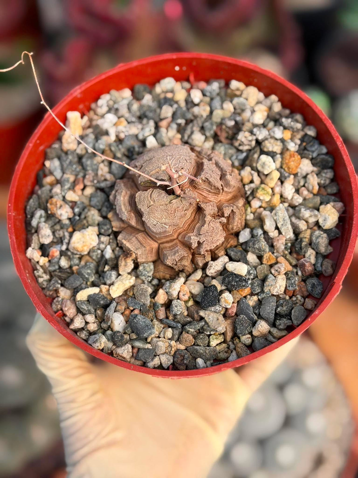 Dioscorea Elephantipes – Rare Turtle Back Caudex Succulent Plant Collector’s #288