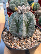 Astrophytum Fukuyu #31 | Rare Collector Cactus | Unique Succulent Plant