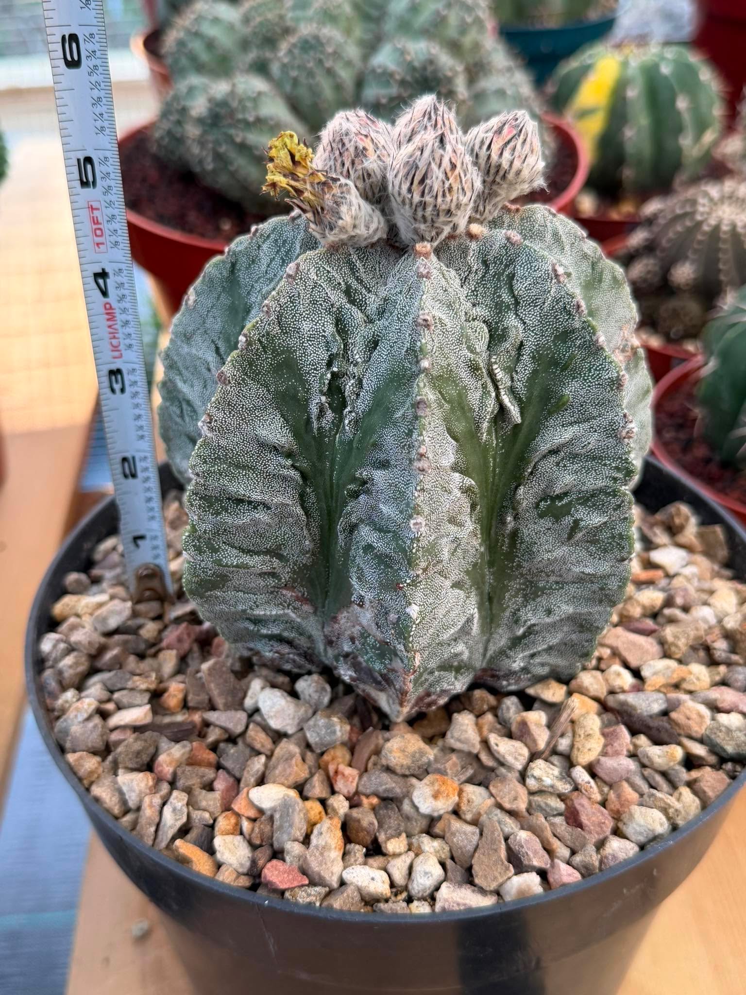 Astrophytum Fukuyu #31 | Rare Collector Cactus | Unique Succulent Plant