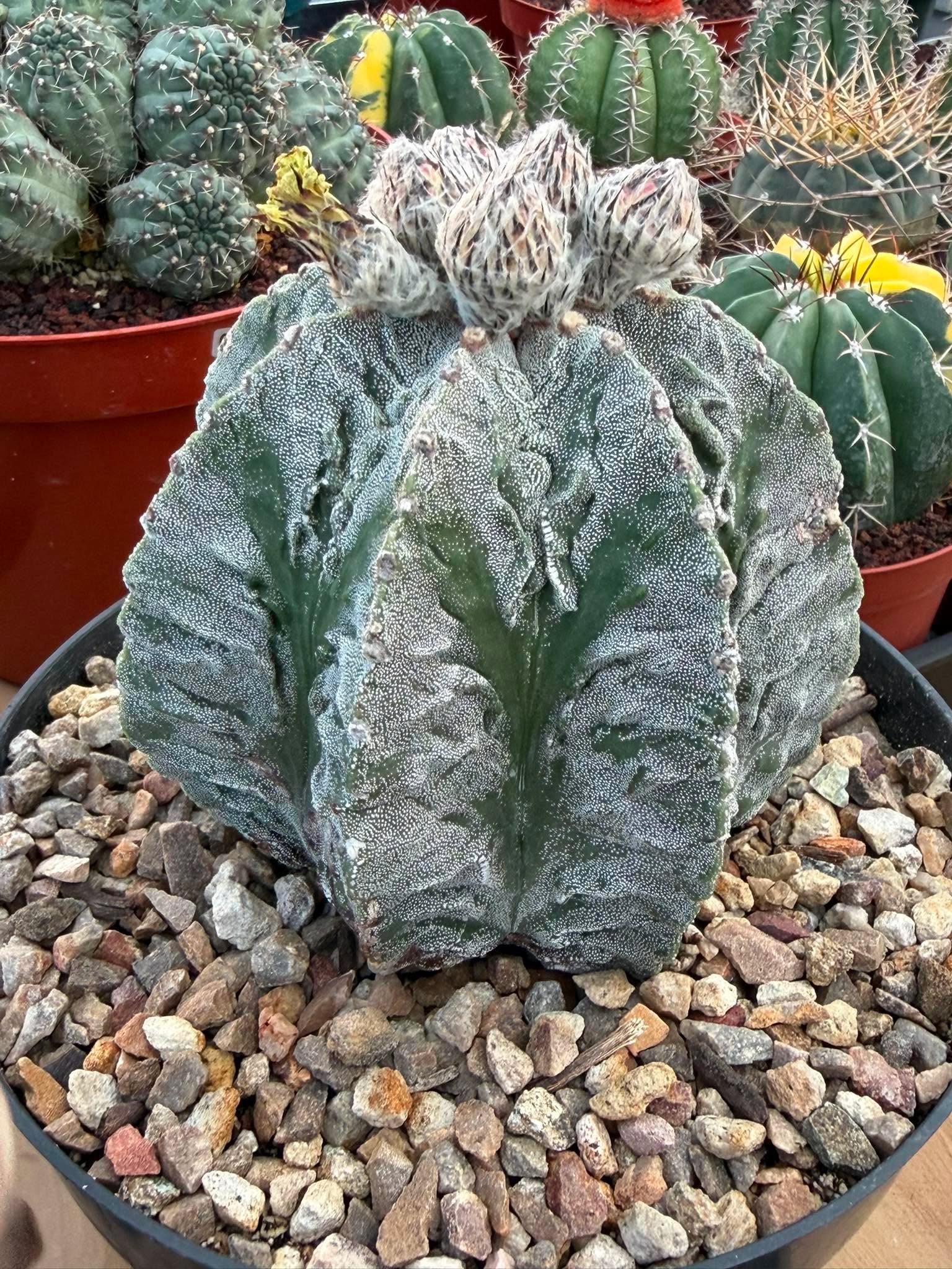 Astrophytum Fukuyu #31 | Rare Collector Cactus | Unique Succulent Plant