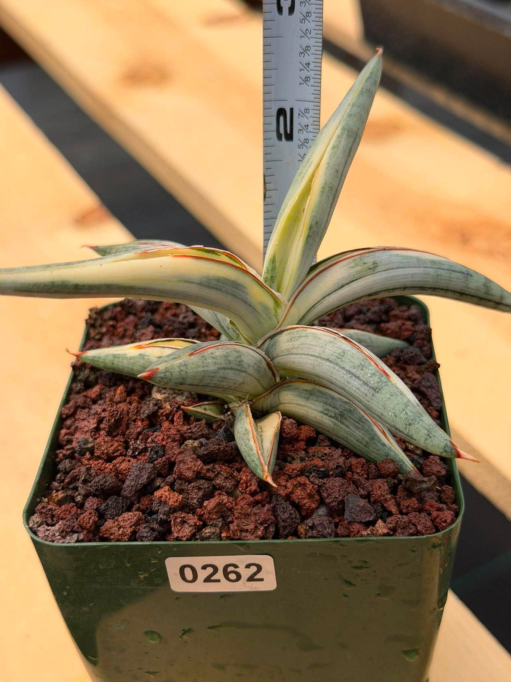 Sansevieria Blue Clone #262 | Rare Snake Plant | Compact Collector Specimen