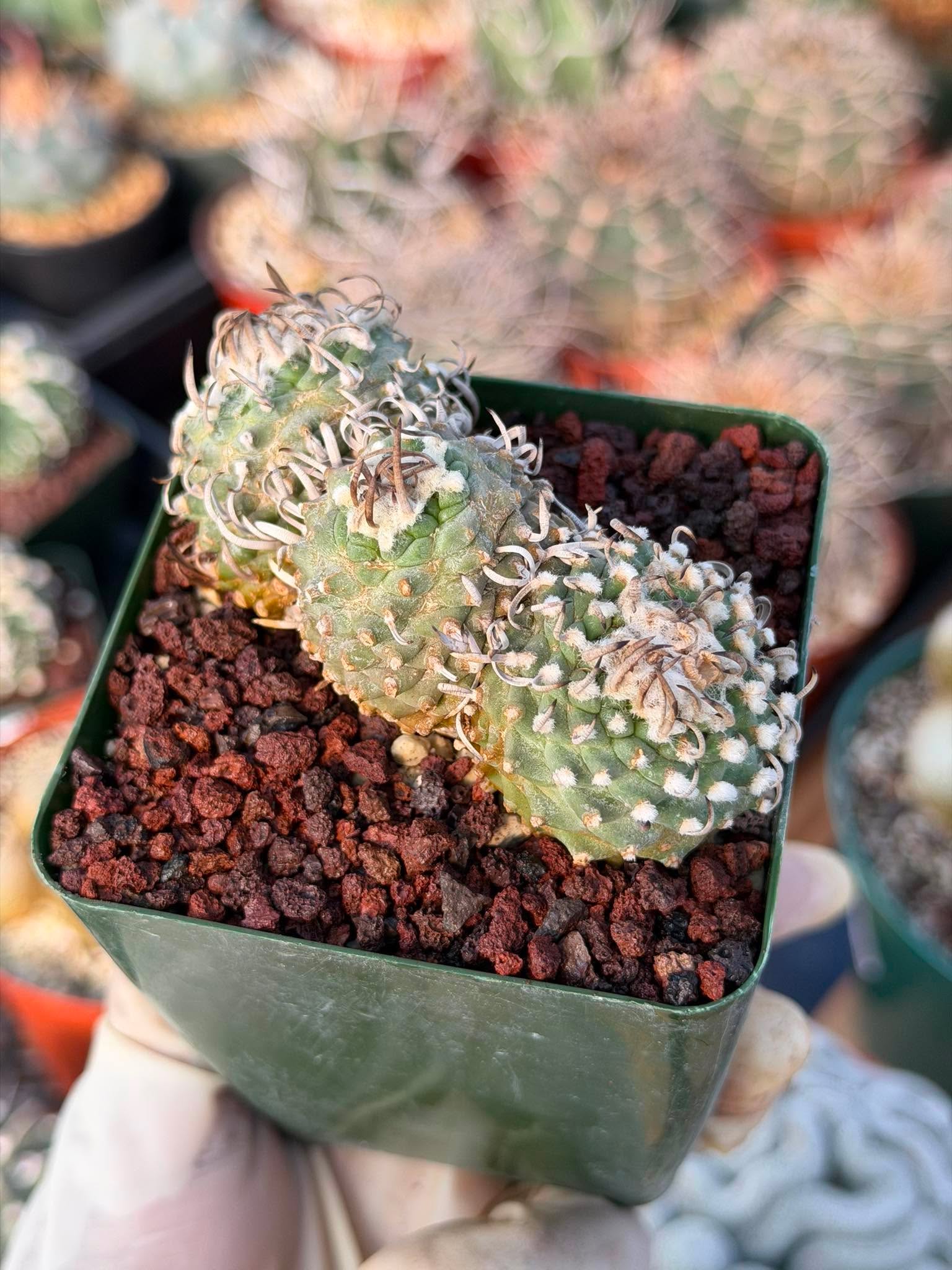 Rare Triple Heads Seed‑Grown Turbinicarpus #253