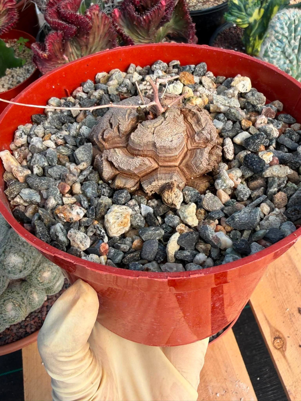 Dioscorea Elephantipes – Rare Turtle Back Caudex Succulent Plant Collector’s #288