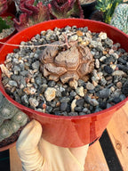 Dioscorea Elephantipes – Rare Turtle Back Caudex Succulent Plant Collector’s #288