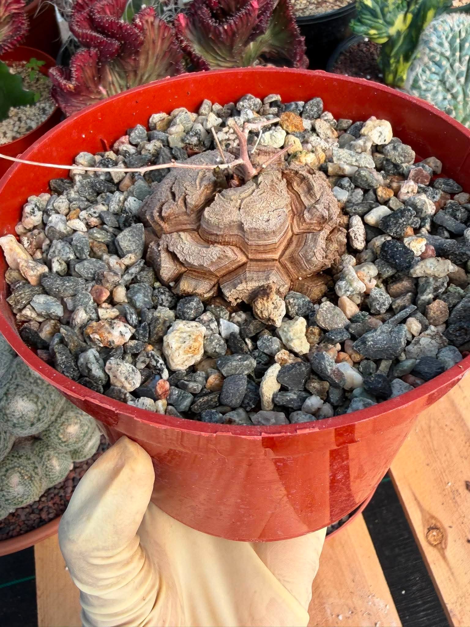 Dioscorea Elephantipes – Rare Turtle Back Caudex Succulent Plant Collector’s #288