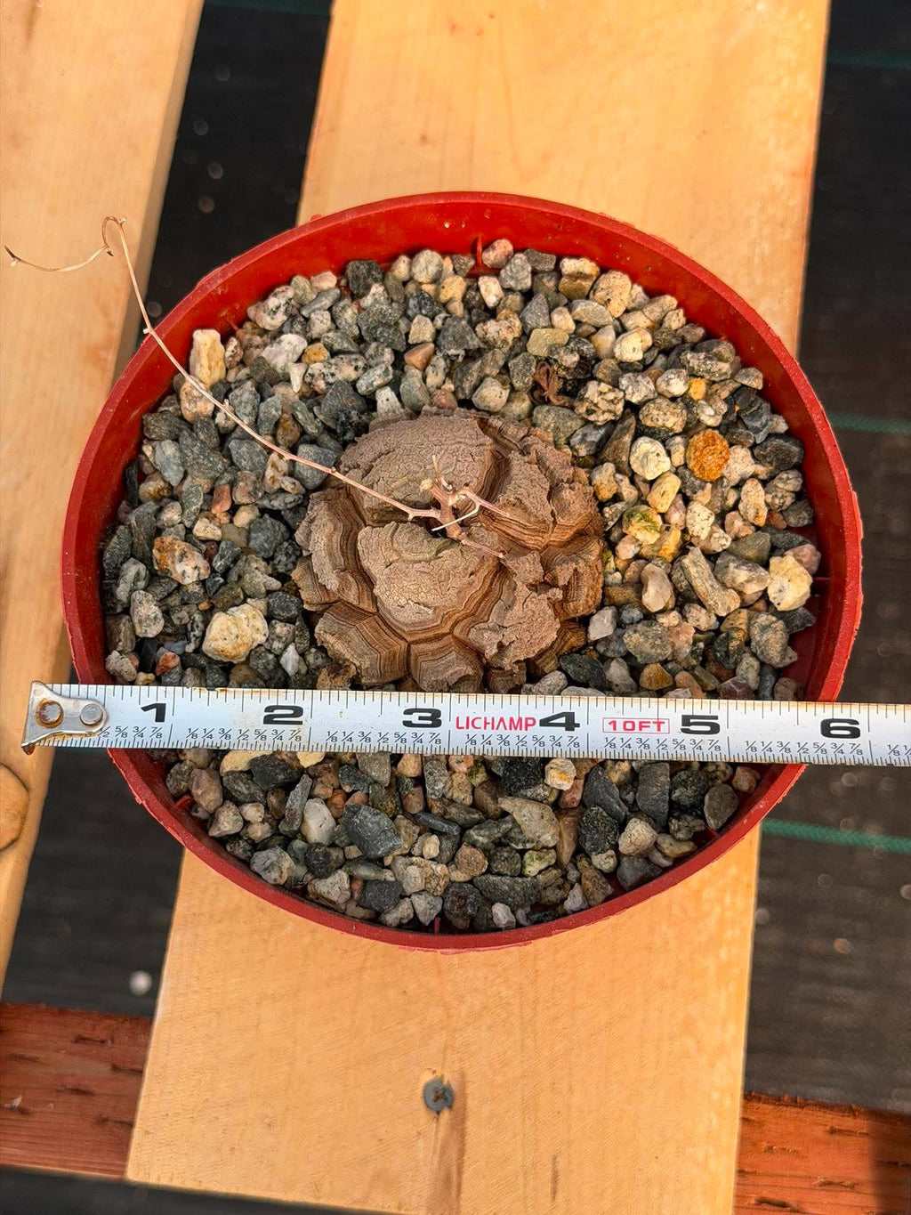 Dioscorea Elephantipes – Rare Turtle Back Caudex Succulent Plant Collector’s #288