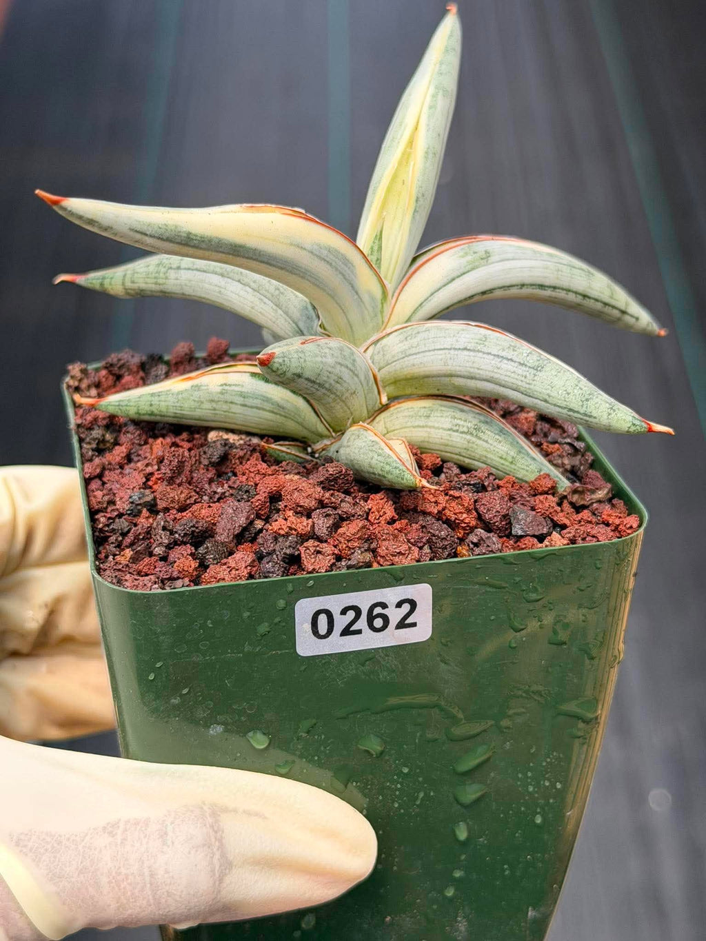 Sansevieria Blue Clone #262 | Rare Snake Plant | Compact Collector Specimen