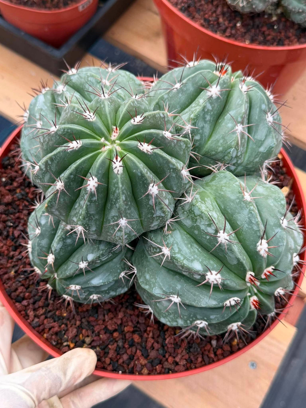 Melocactus Cluster Seed Grown #863 | Rare Collector Cactus | Develops White Cephalium | 9'' Pot