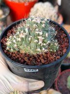 Crested Turbinicarpus Seed Grown Rare Cactus Succulent Collector Plant 3'' x 2'' #229