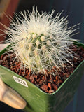 Copiapoa Krainziana Offset #224 | Rare Collector Cactus | Seed Grown Succulent