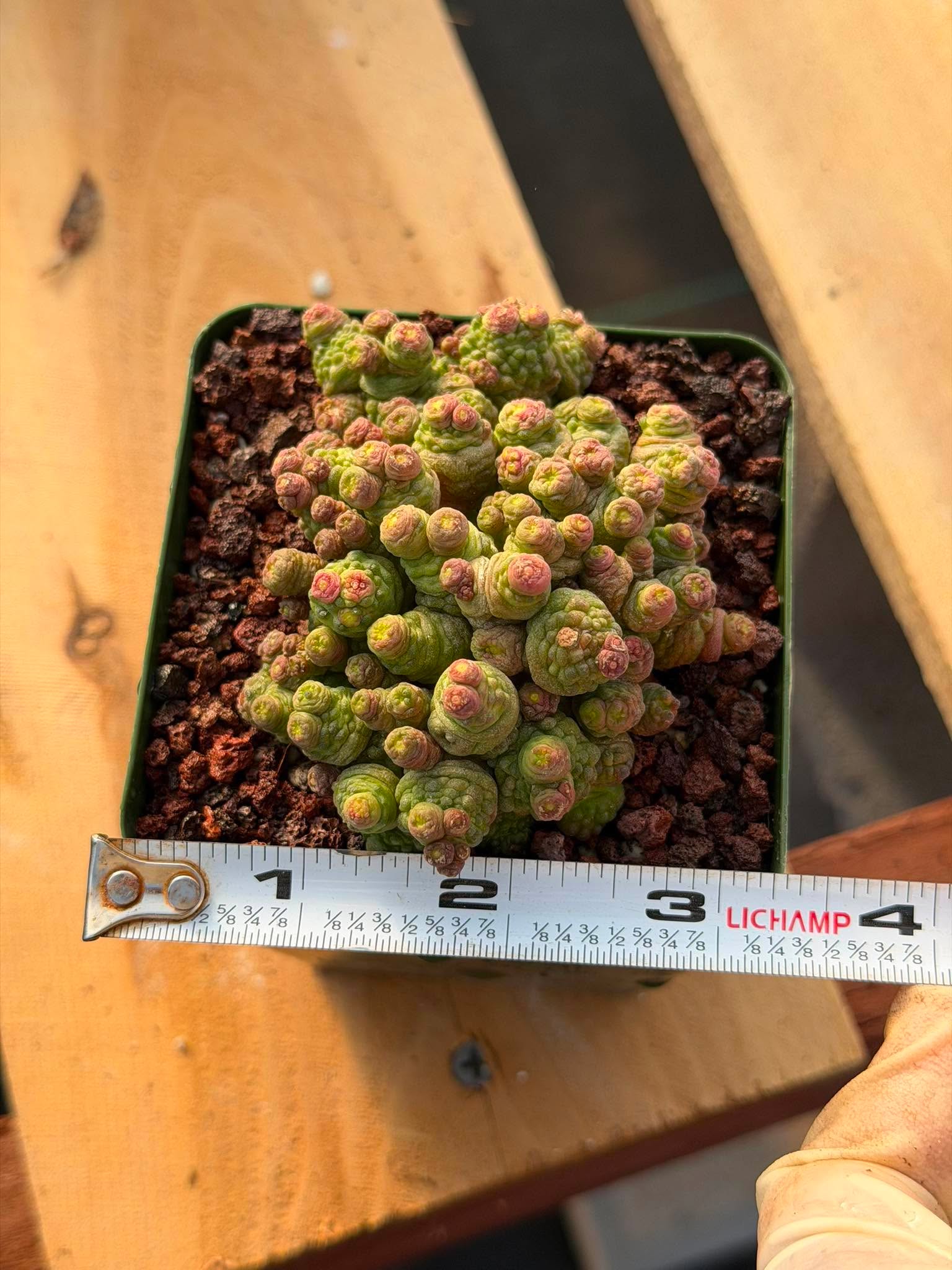 Mammillaria bocasana cv. Fred | Rare Collector Cactus | #255