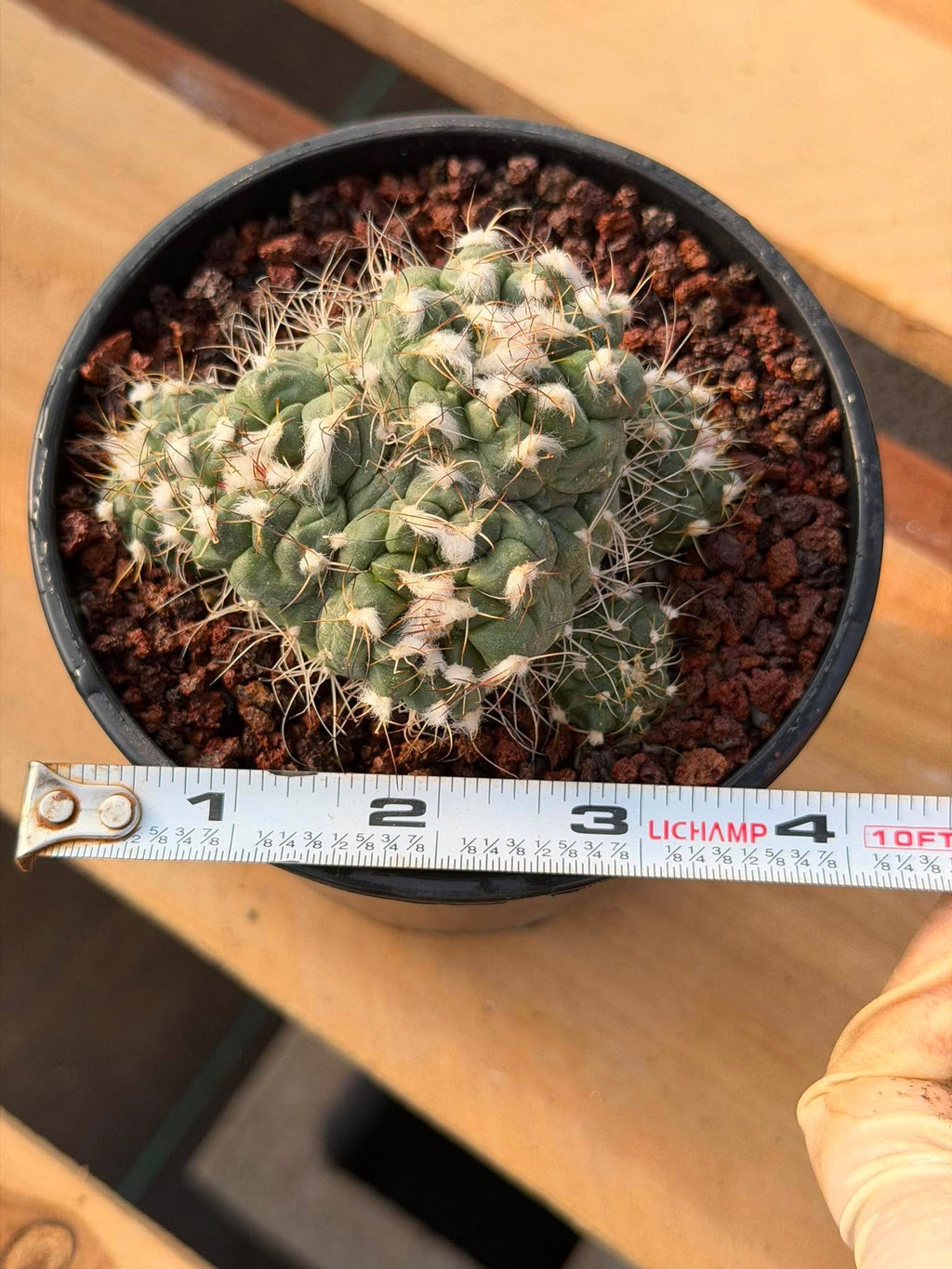 Crested Turbinicarpus Seed Grown Rare Cactus Succulent Collector Plant 3'' x 2'' #229