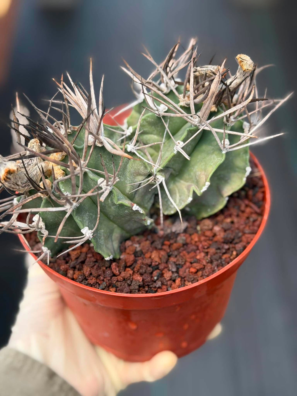 Astrophytum Capricorne Buffalo #264 | Rare Double Head Cactus | Collector's Specimen