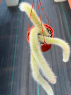 Monkey Tail Cactus #256 | Rare Trailing Cactus | Fuzzy Hanging Collector's Plant