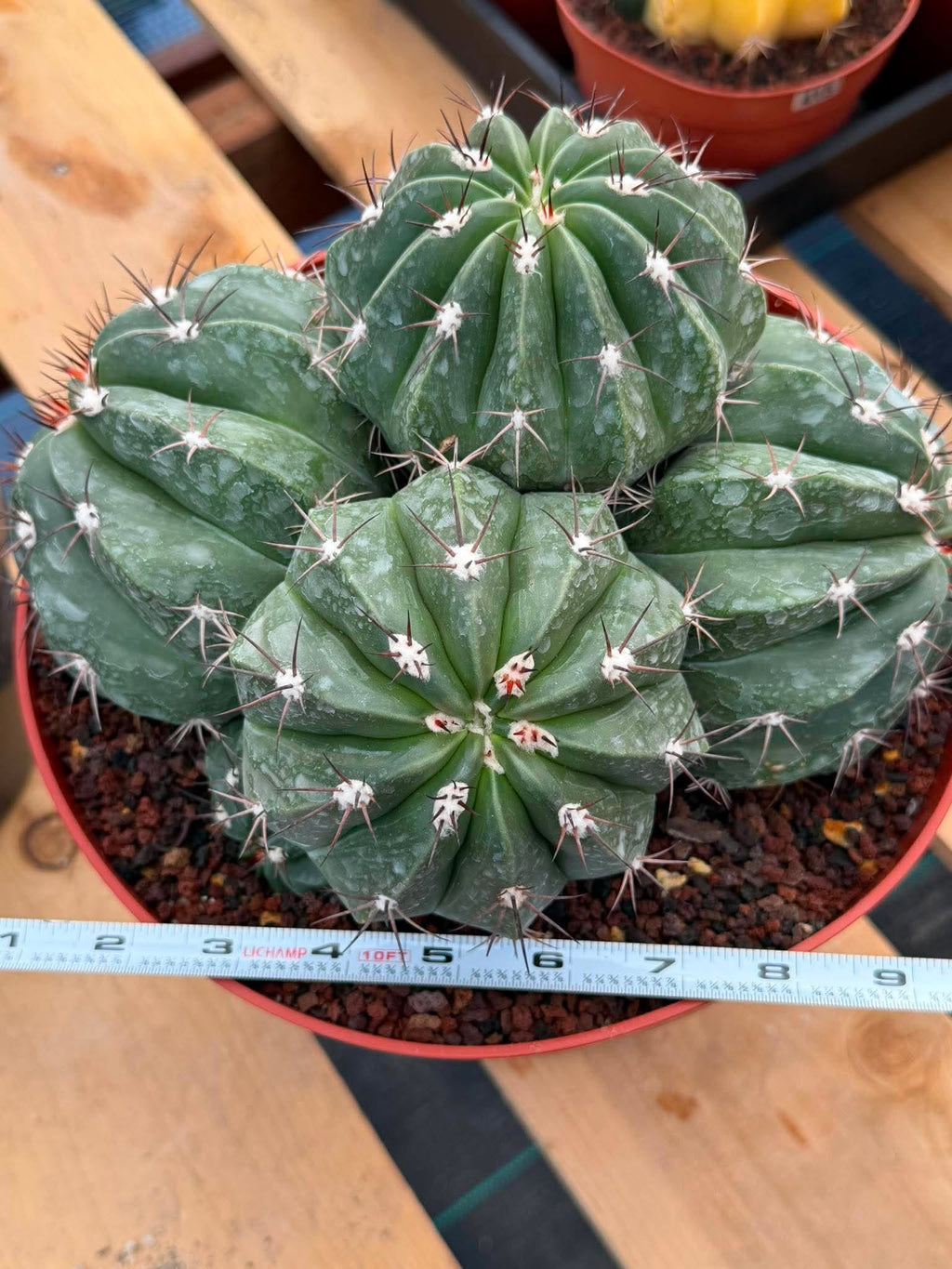 Melocactus Cluster Seed Grown #863 | Rare Collector Cactus | Develops White Cephalium | 9'' Pot