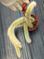 Monkey Tail Cactus #256 | Rare Trailing Cactus | Fuzzy Hanging Collector's Plant