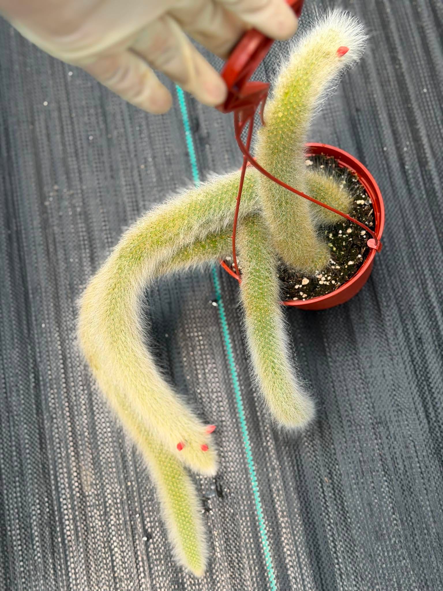 Monkey Tail Cactus #256 | Rare Trailing Cactus | Fuzzy Hanging Collector's Plant