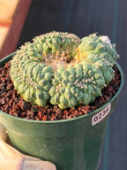 Crested Turbinicarpus Seed Grown #236 | Rare Collector Succulent Cactus | Unique Crested Form