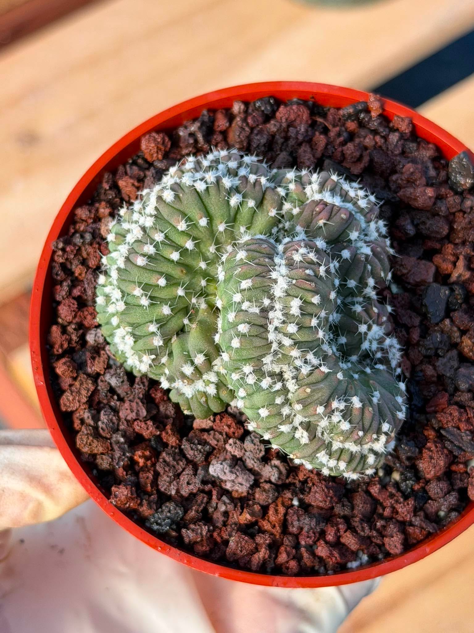 Rare 4” Crested Domino Cactus #254 – Collector Succulent Plant