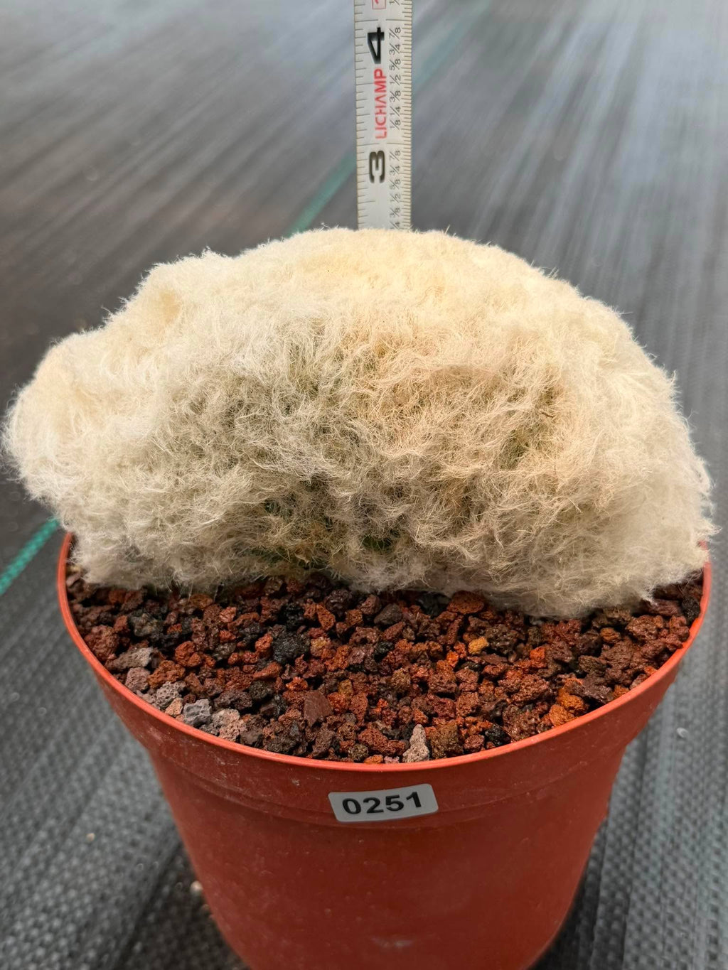 Crested Old Man Cactus #251 | Rare Degrafted Specimen | Collector's Cactus