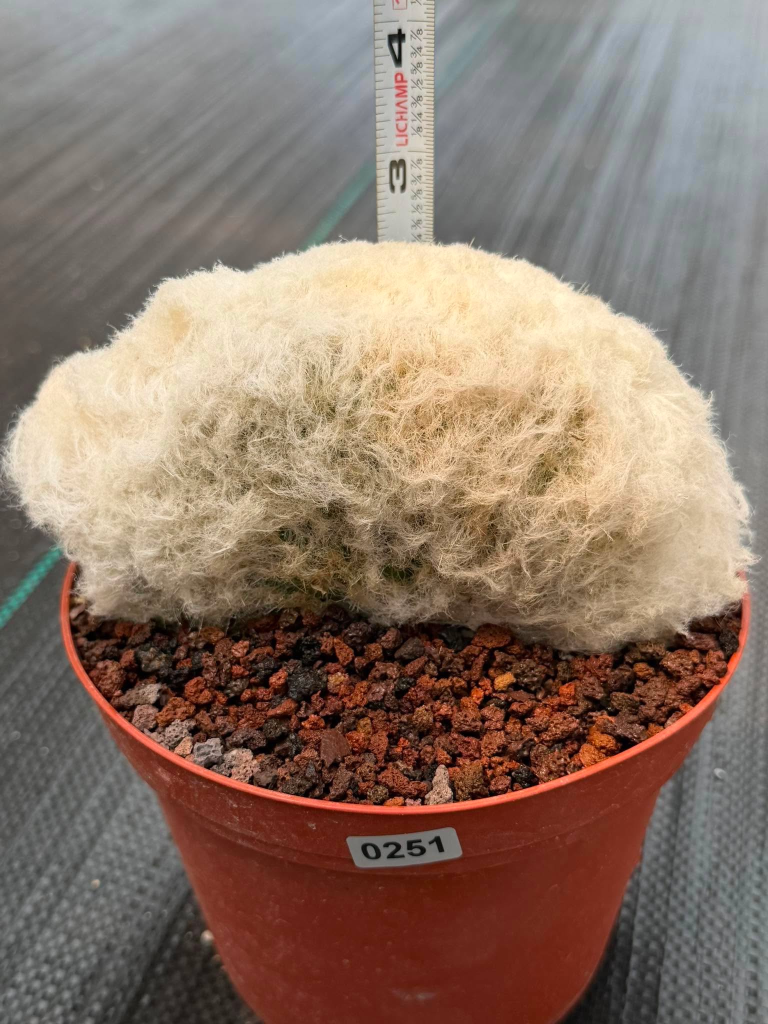 Crested Old Man Cactus #251 | Rare Degrafted Specimen | Collector's Cactus