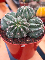 Melocactus Cluster Seed Grown #863 | Rare Collector Cactus | Develops White Cephalium | 9'' Pot
