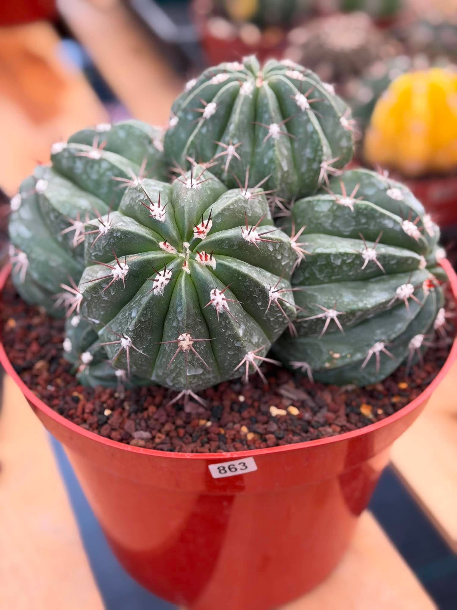 Melocactus Cluster Seed Grown #863 | Rare Collector Cactus | Develops White Cephalium | 9'' Pot