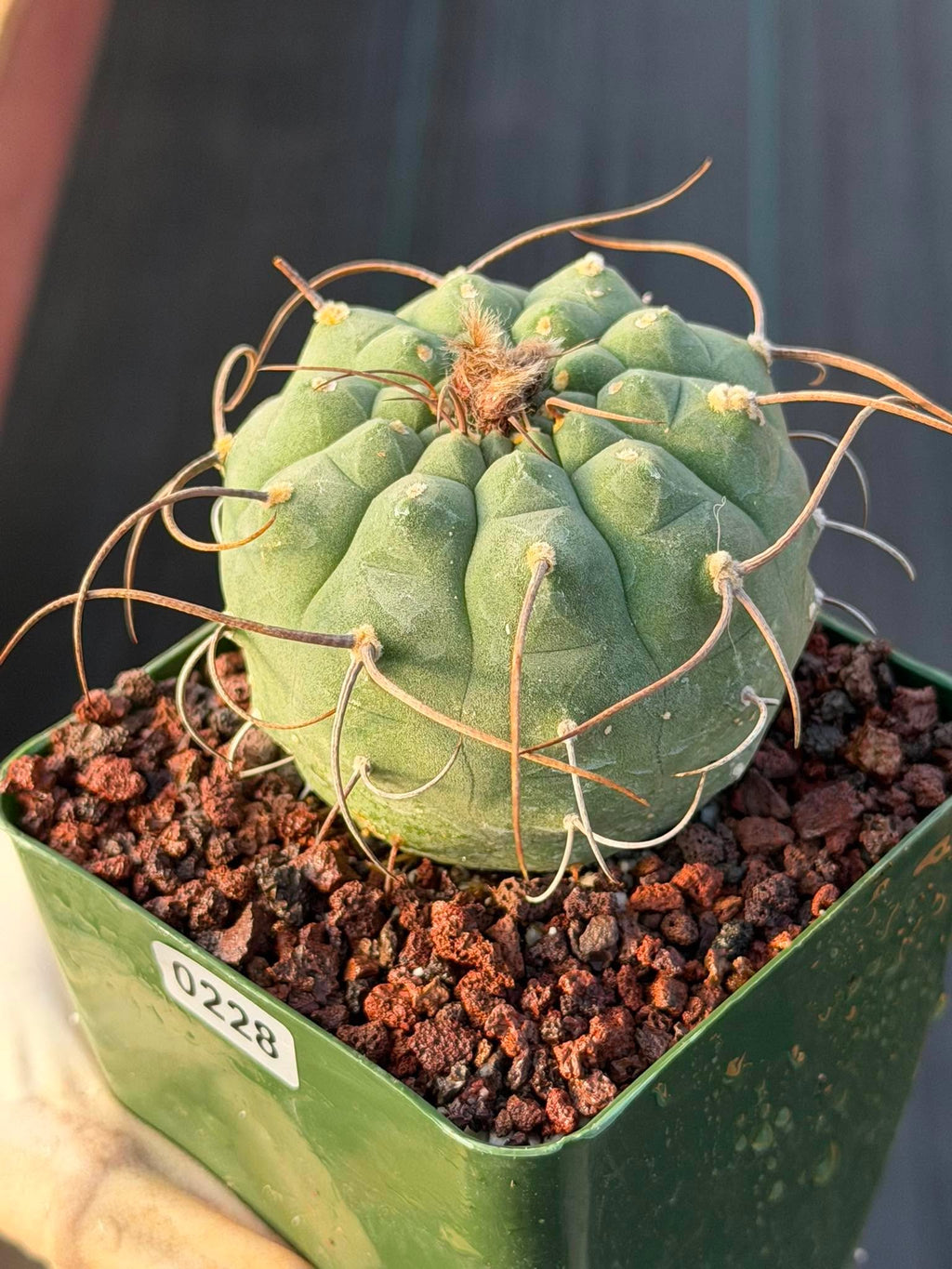 Matucana Busy Spine #228 | Rare Collector Cactus | Dense Spination Succulent