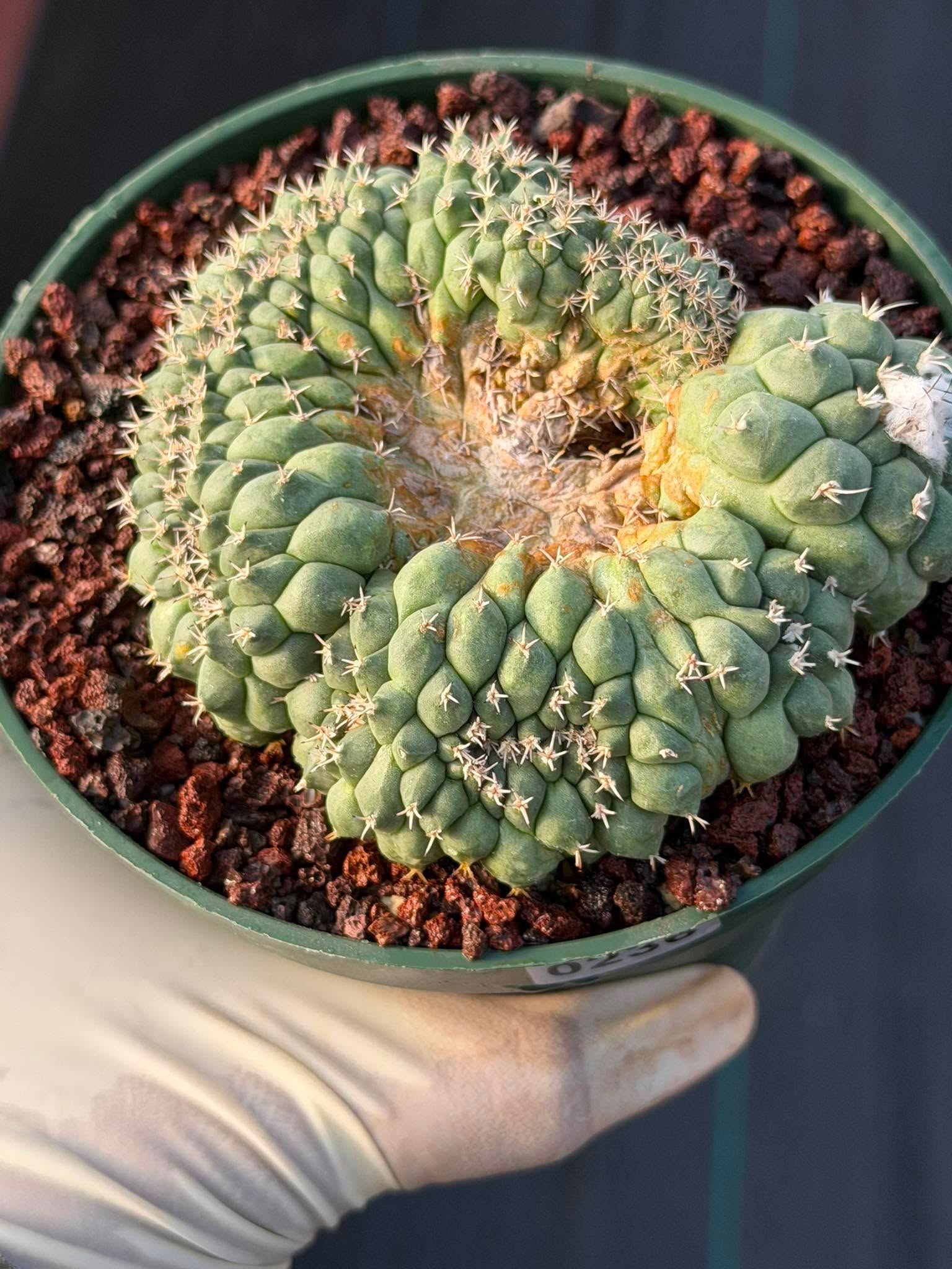 Crested Turbinicarpus Seed Grown #236 | Rare Collector Succulent Cactus | Unique Crested Form