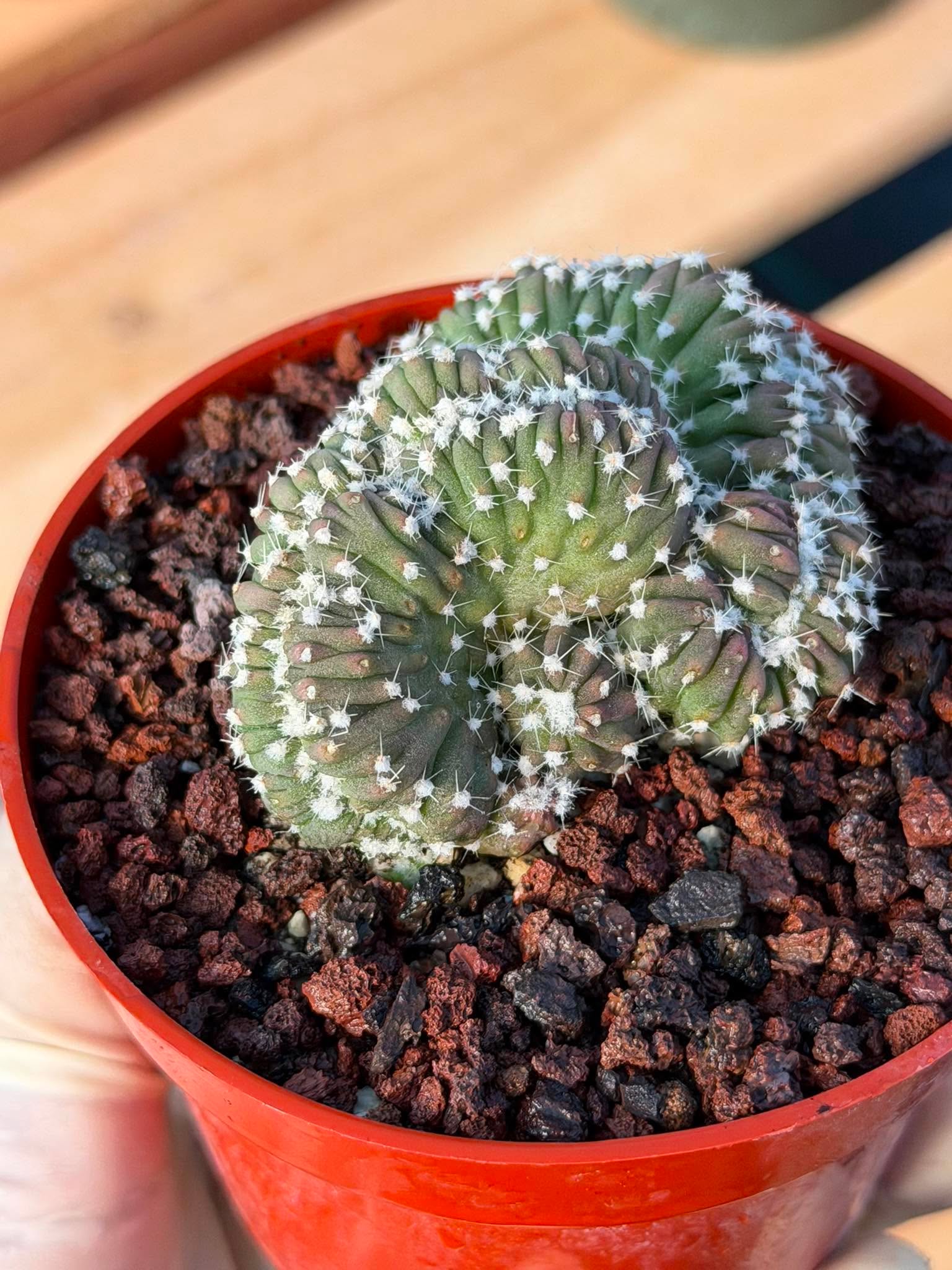 Rare 4” Crested Domino Cactus #254 – Collector Succulent Plant