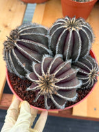 Uebelmannia Pectinifera Cluster #35 | Rare Purple Ribbed Cactus | Live Collector Specimen