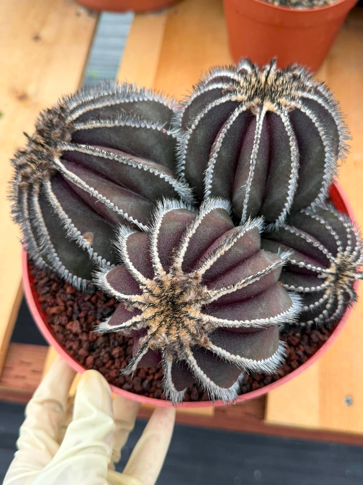 Uebelmannia Pectinifera Cluster #35 | Rare Purple Ribbed Cactus | Live Collector Specimen
