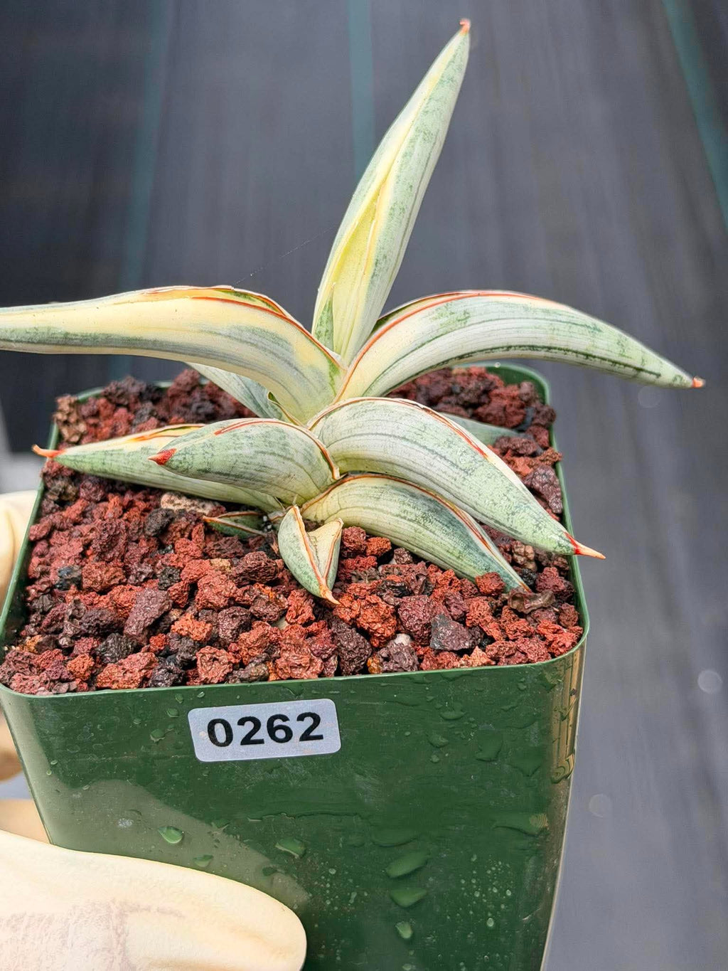 Sansevieria Blue Clone #262 | Rare Snake Plant | Compact Collector Specimen