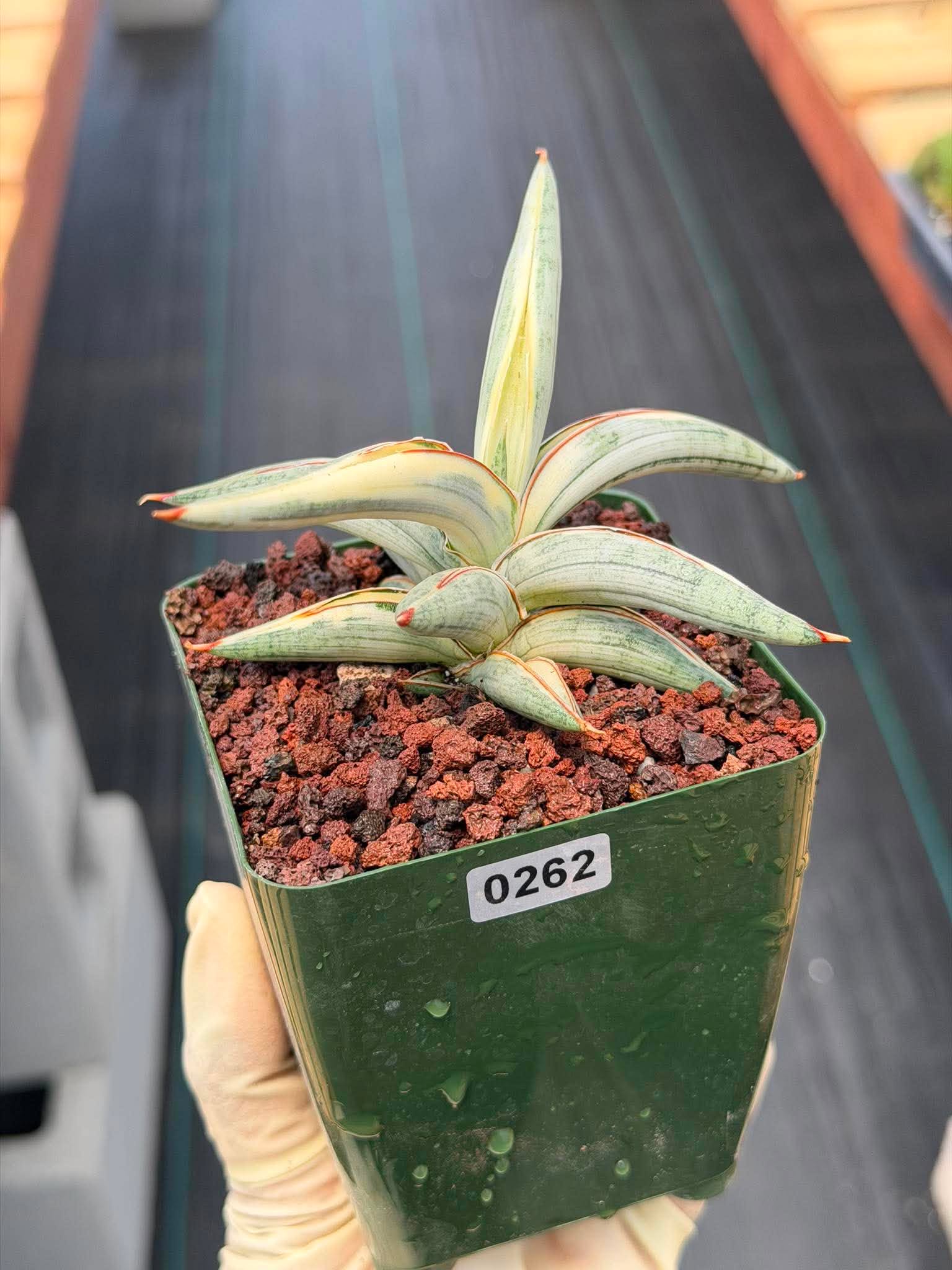 Sansevieria Blue Clone #262 | Rare Snake Plant | Compact Collector Specimen