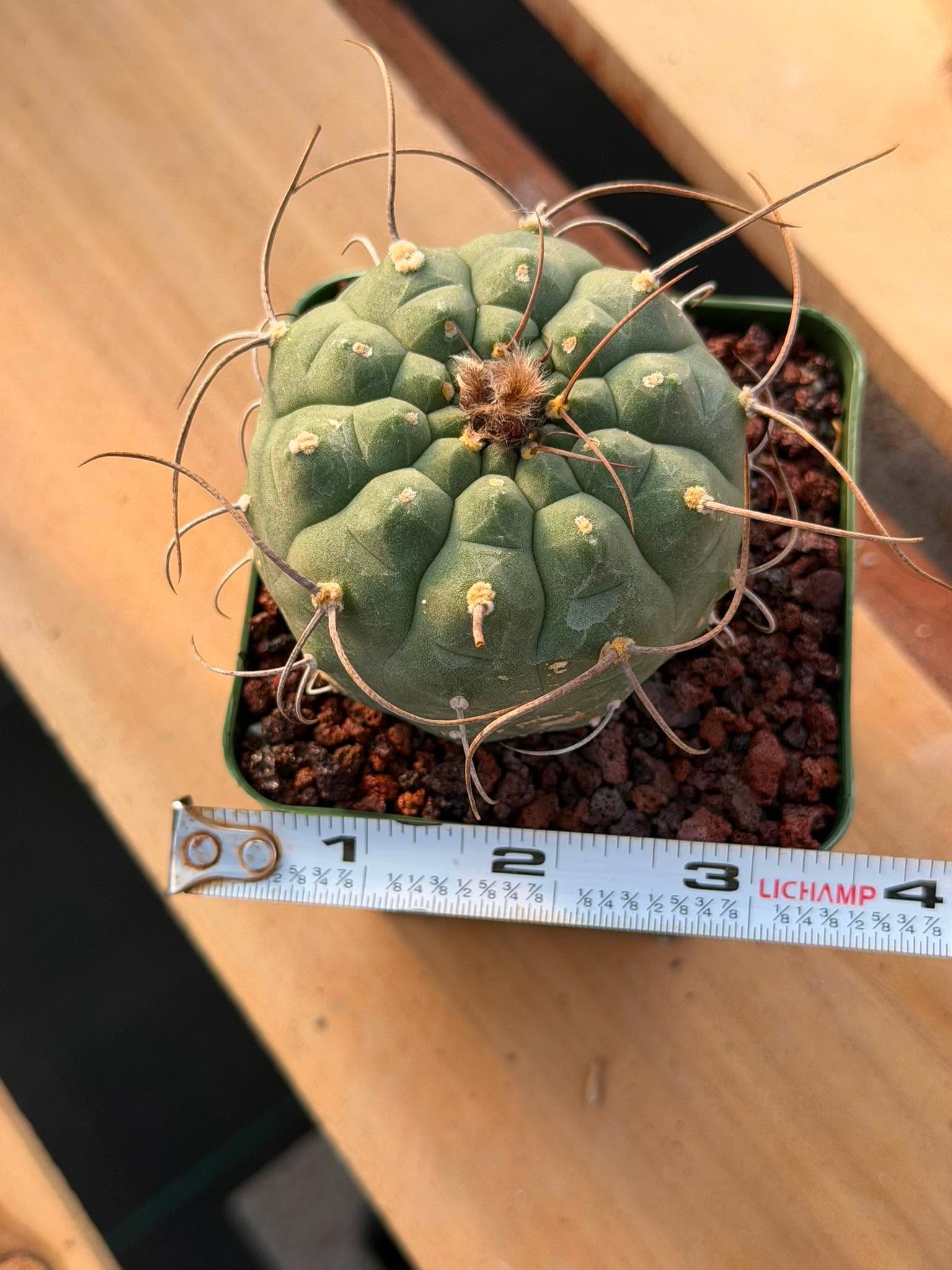 Matucana Busy Spine #228 | Rare Collector Cactus | Dense Spination Succulent
