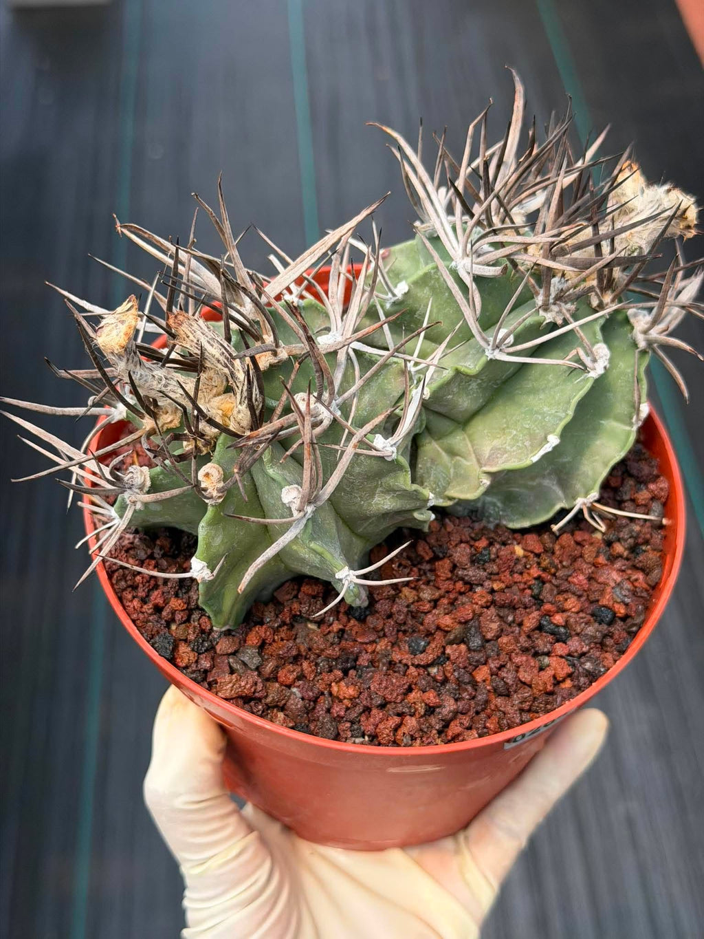 Astrophytum Capricorne Buffalo #264 | Rare Double Head Cactus | Collector's Specimen