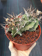 Astrophytum Capricorne Buffalo #264 | Rare Double Head Cactus | Collector's Specimen