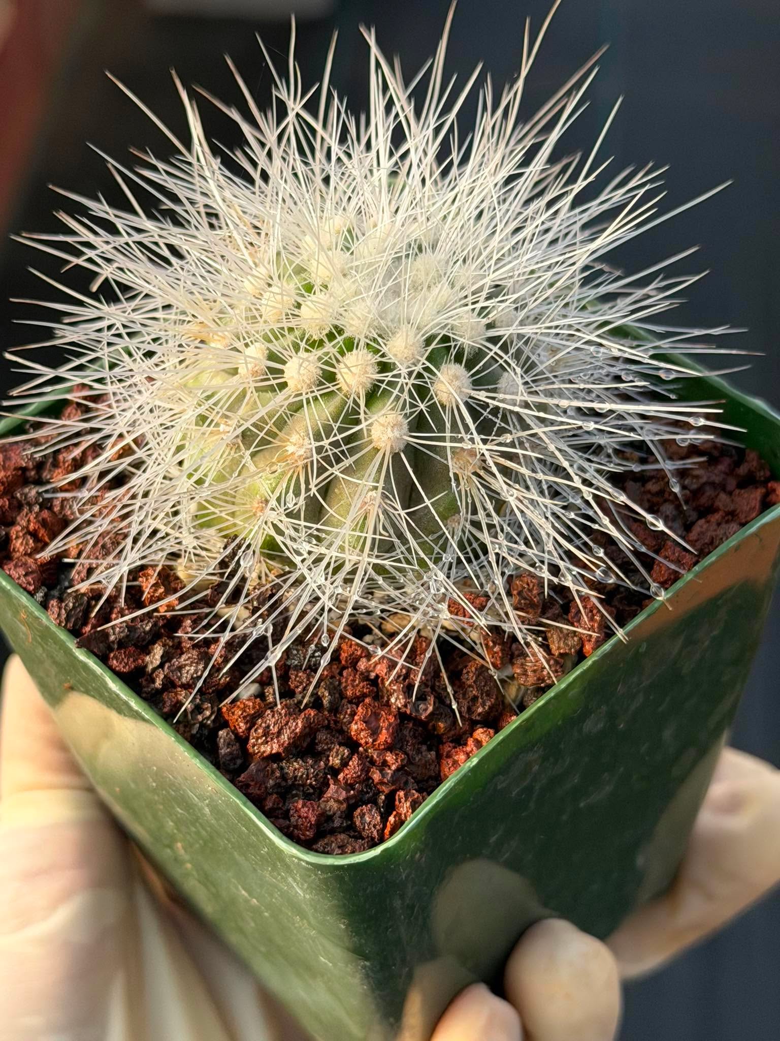 Copiapoa Krainziana Offset #224 | Rare Collector Cactus | Seed Grown Succulent