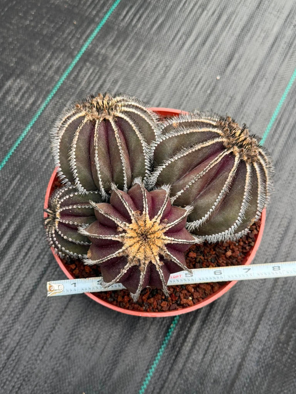 Uebelmannia Pectinifera Cluster #35 | Rare Purple Ribbed Cactus | Live Collector Specimen