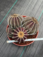 Uebelmannia Pectinifera Cluster #35 | Rare Purple Ribbed Cactus | Live Collector Specimen