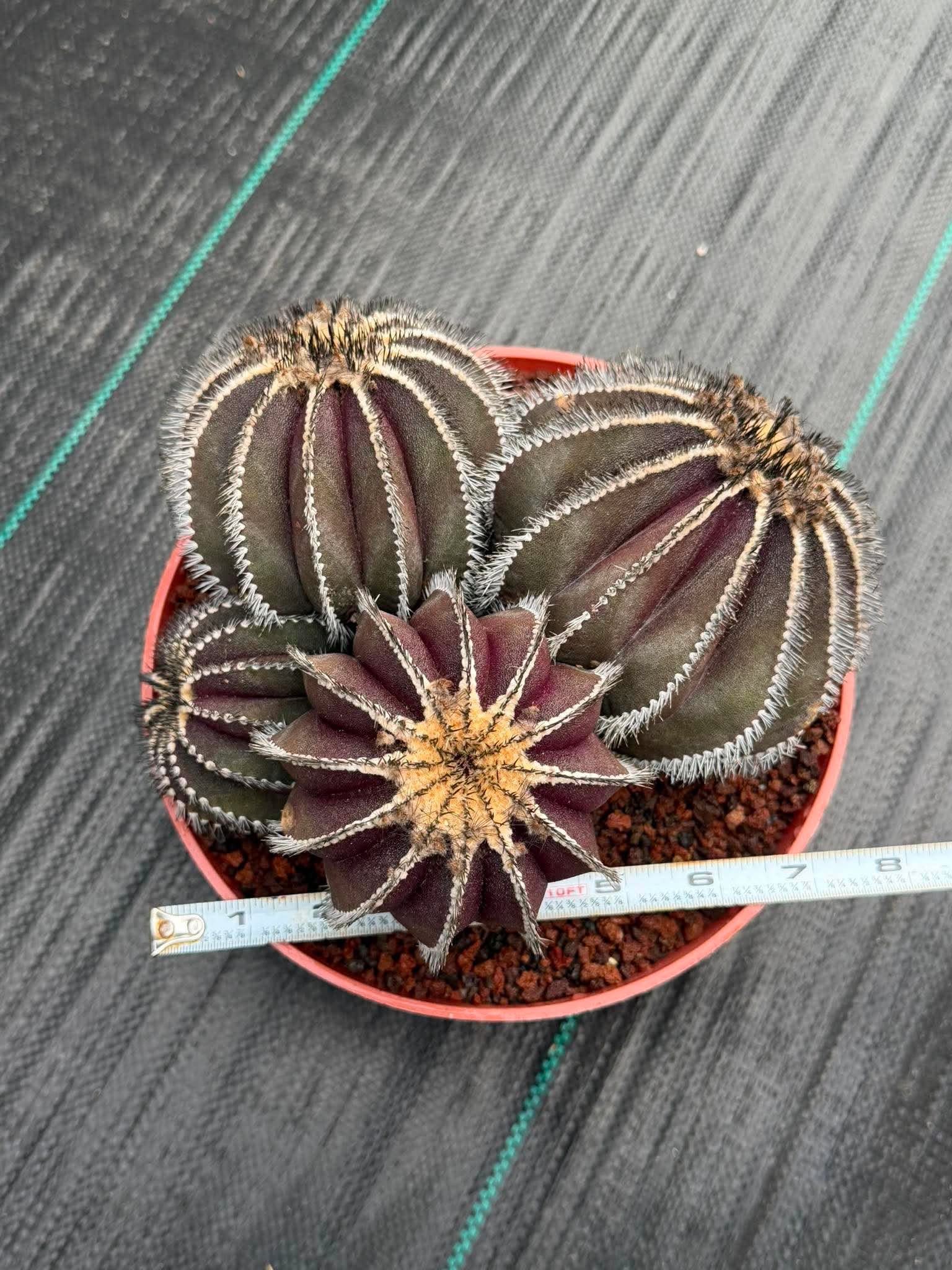 Uebelmannia Pectinifera Cluster #35 | Rare Purple Ribbed Cactus | Live Collector Specimen