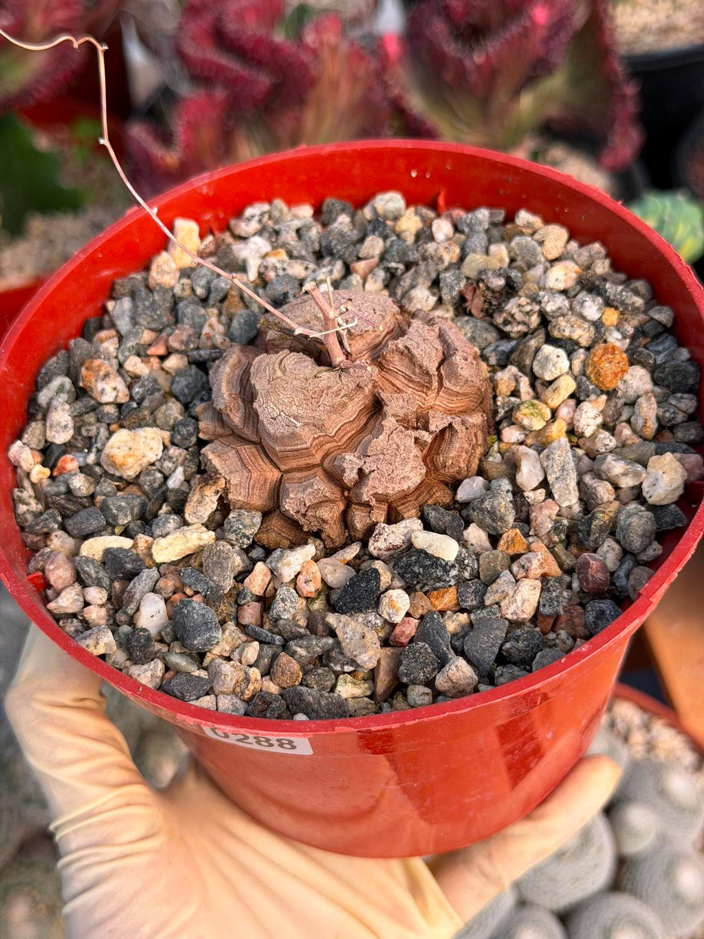 Dioscorea Elephantipes – Rare Turtle Back Caudex Succulent Plant Collector’s #288