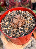 Dioscorea Elephantipes – Rare Turtle Back Caudex Succulent Plant Collector’s #288