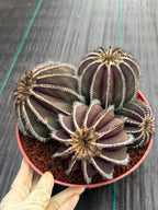 Uebelmannia Pectinifera Cluster #35 | Rare Purple Ribbed Cactus | Live Collector Specimen