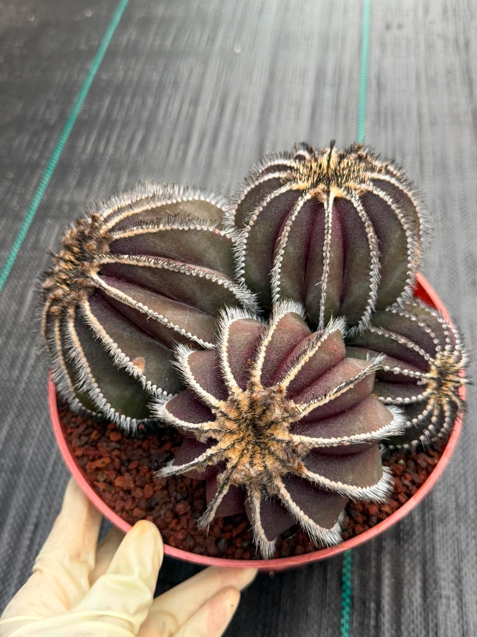 Uebelmannia Pectinifera Cluster #35 | Rare Purple Ribbed Cactus | Live Collector Specimen